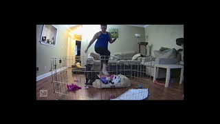 Dog Cage Mishap