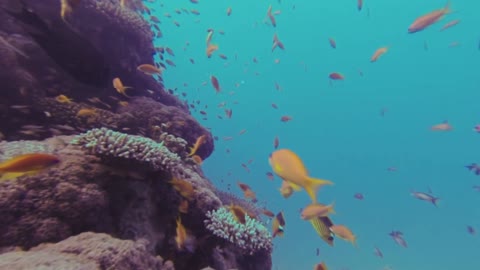 Dive into the Enchantment of the Beauty of the Underwater Nature