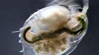 Water fleas prepare for Space voyage