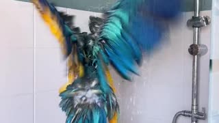 Parrot Sings in the Shower