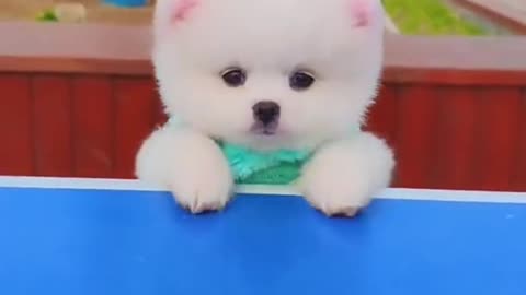 Cute puppy