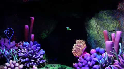 Walt Disney World Epcot the Seas with Nemo and Friends attraction video