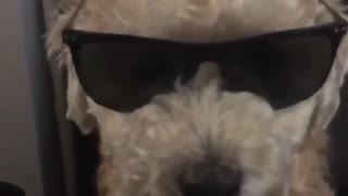 Coolest puppy with shades