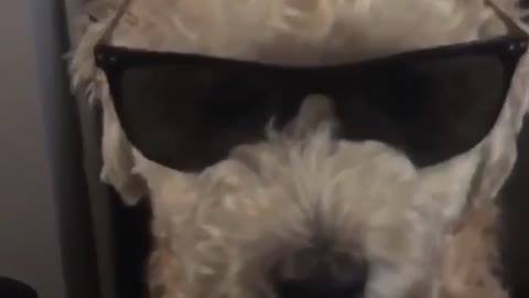 Coolest puppy with shades