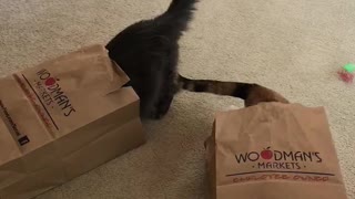 Typical cats love playing in shopping bags