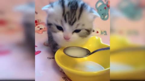 adorable cat drink a milk