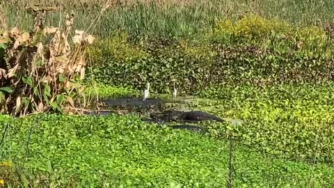 A couple of alligators spotted sunbathing at Sweetwater Wetlands in Florida