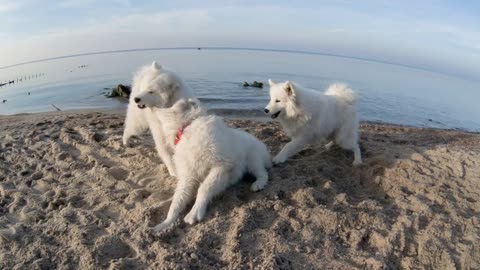 Nordic dogs playing on the beach