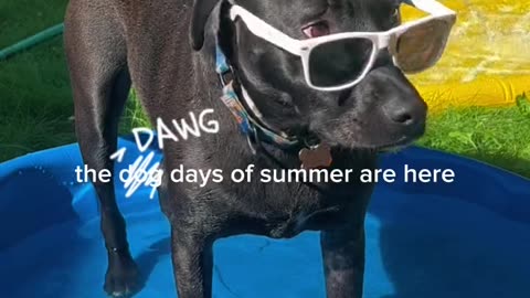 The dogs summer days are here