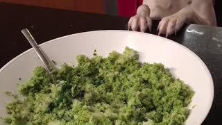 Black and white dalmation puppy wants green food