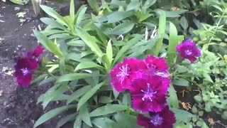 Lindas flores cravina barbatus no jardim, roxo, rosa e vermelho [Nature & Animals]
