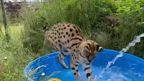 Misha enjoying some water enrichment - Slapping of the water