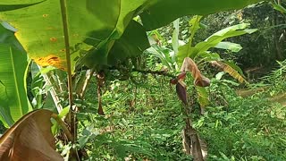 Banana tree is fruiting