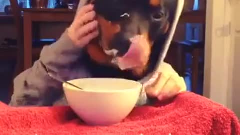 Funny Dogs its eating