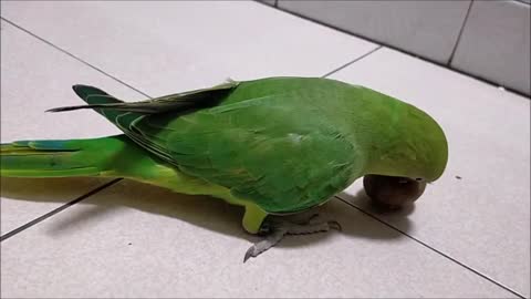 Find out what this parrot eats