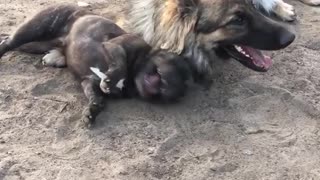 Big german shepard small black dog play on sand