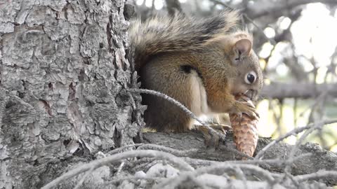 Cute Irrawaddy squirrel.