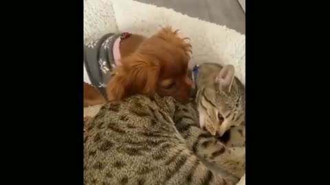 Dog and Cat Sleeping 🐕🐈