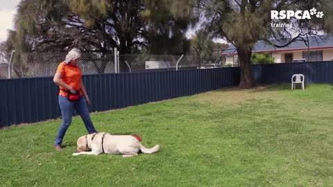 Want to teach your Dog to Sit And Drop? Watch here