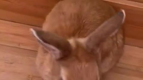 Rabbits Aww Cute bunny puppies #95 - A funny bunny Videos Compilation 🐇🐰.