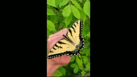 The eastern tiger swallowtail (Papilio glaucus) is a large, widely distributed species.