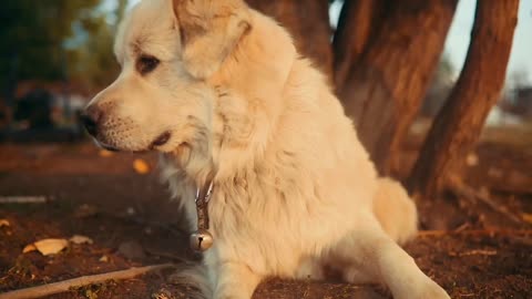 Best dog video German Shepherd