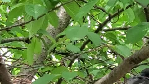 Baby crow waiting for mother crow in nest.