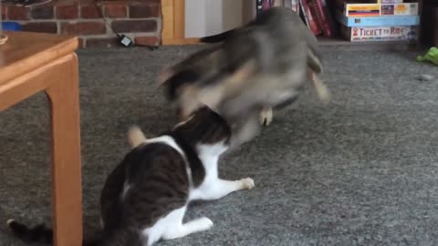 CAT AND DOG spar with each other