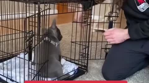Puppy training videos 2022 #animals #youtubeshorts #dog