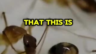 Ants are nature's Surgeons