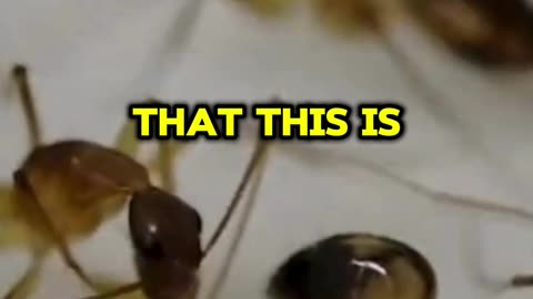 Ants are nature's Surgeons