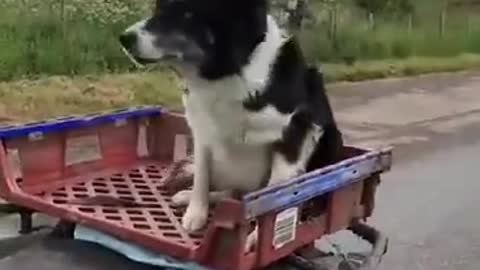 Shepherd presents the abilities of his dog