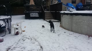 Dogs Have Backyard Showdown with Angry Duck