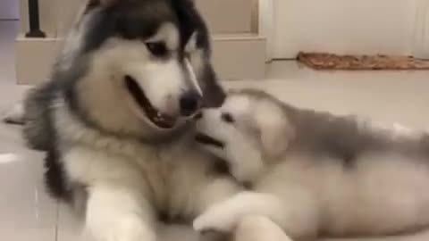 Brotherly loving puppies cute