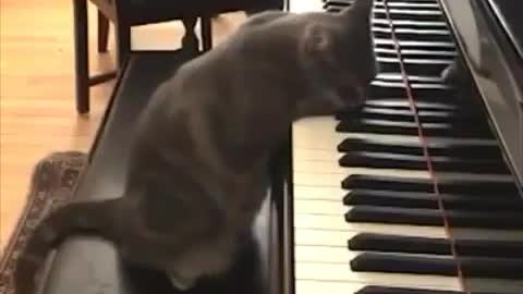 Amazing cats playing the piano