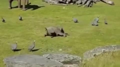 Elephant calf scares birds away from its mother