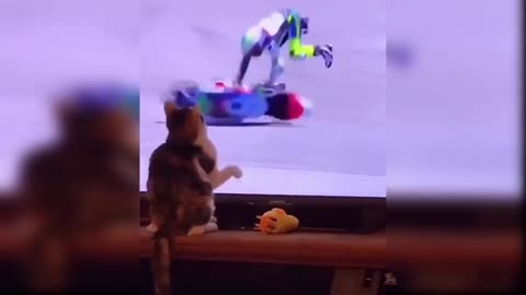 funny cat video