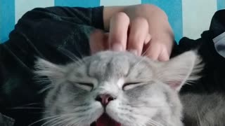 Cat Says, "That's the Spot"