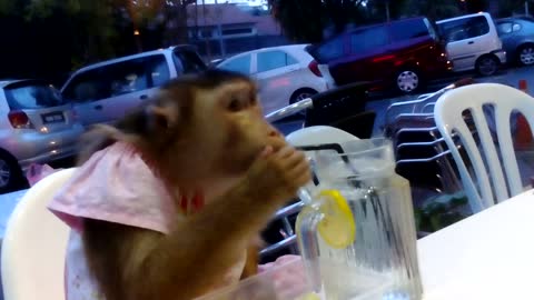 Monkey casually enjoys dinner at restaurant