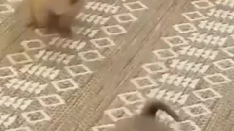 Cute and small puppies jumping in rabbits step