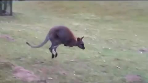 Wallaby At The Zoo