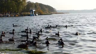 Ducks swimming in water