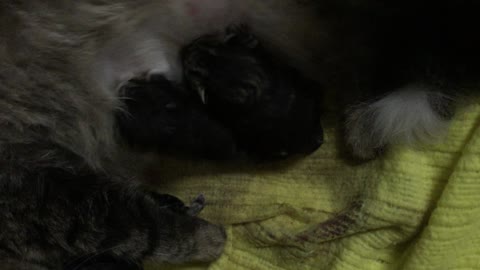 Tabitha and her new born kittens