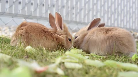 Two Brown Rabbits; brothers sharing lunch..