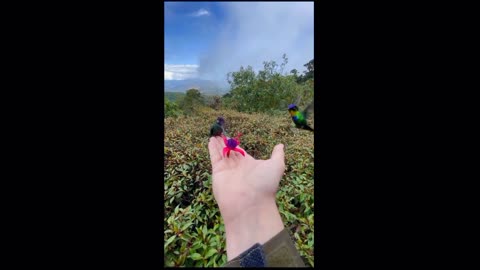 Birds are collecting honey from flowers