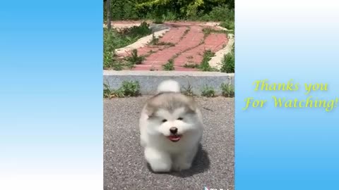 Cute Pets And Funny Animals Compilation Pets1080P HD