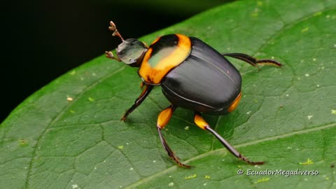 Dung Beetle from the Ecuadorian Amazon rainforest