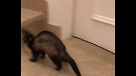 Ferret Cimbing The Stairs Fast At Home