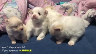 Cute Adorable Pomeranian Puppies