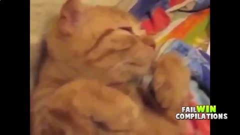 Funny cats and boxes